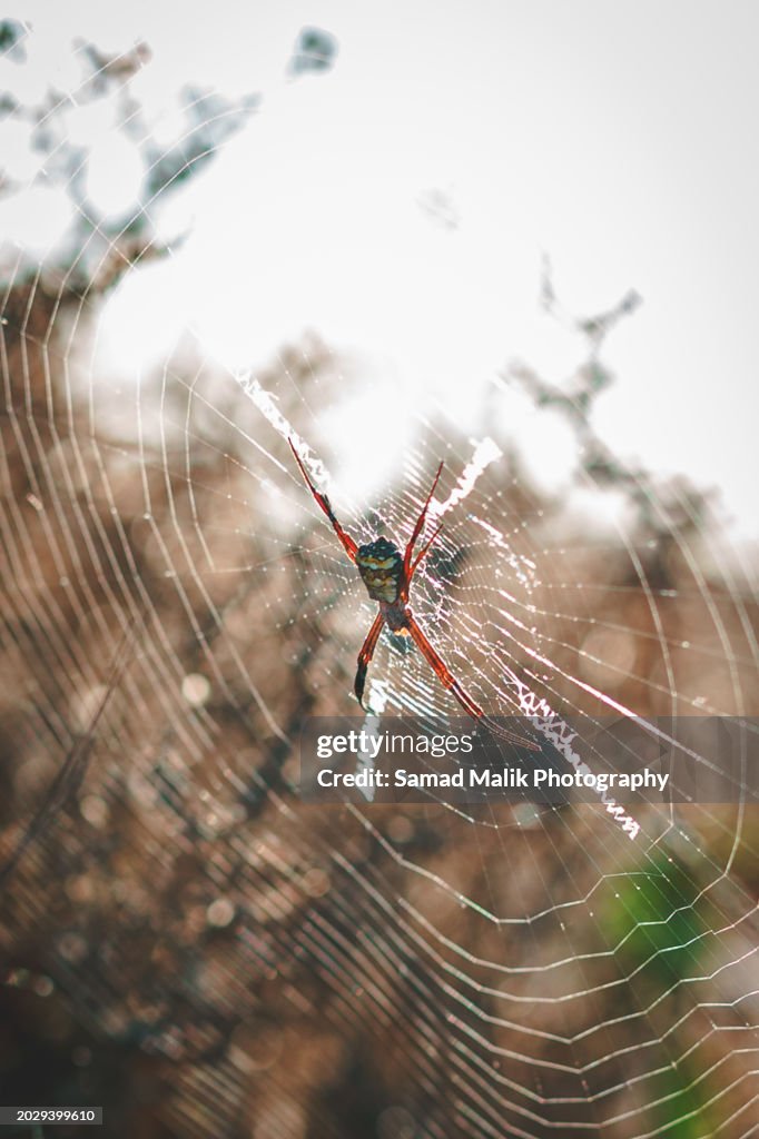 Argiope appensa