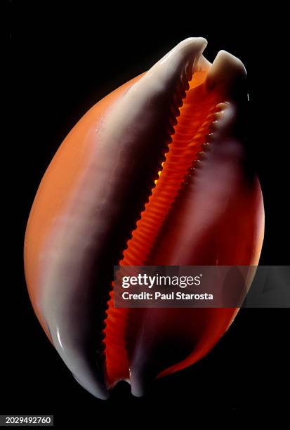 Golden Cow Rays 16 Golden Cowrie Stock Photos, High-Res Pictures, and Images - Getty Images