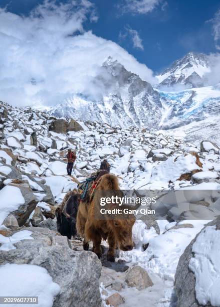 yak on the everest base camp trail - icefall stock pictures, royalty-free photos & images