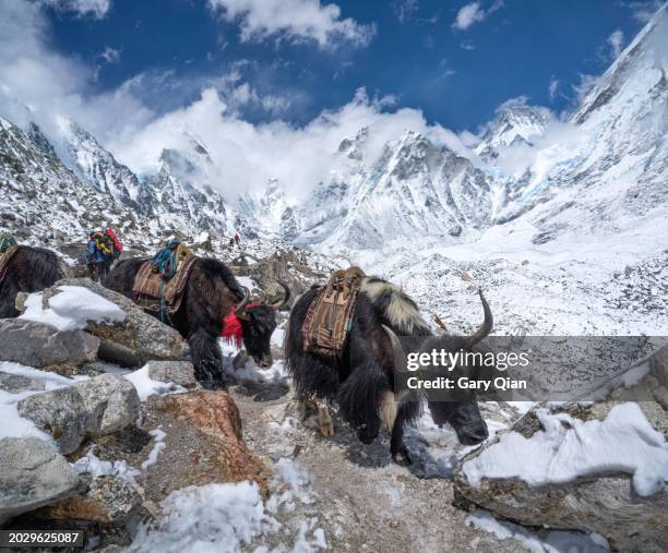 yak train near everest base camp - icefall stock pictures, royalty-free photos & images