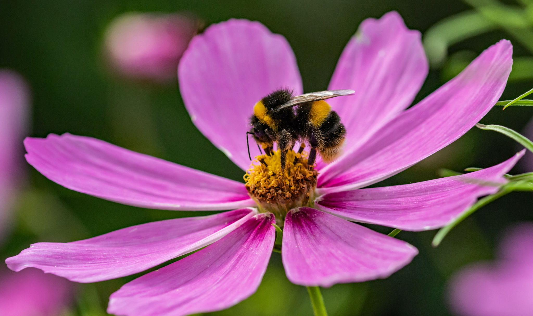 bees on flowers