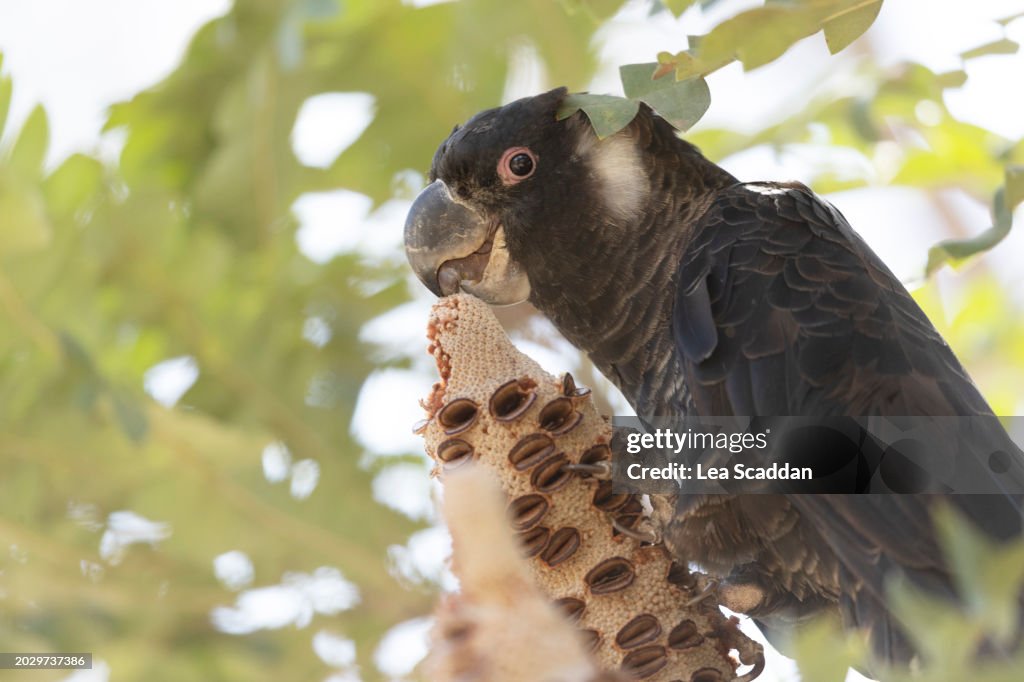 Carnaby's Black-Cockatoo eating on a banksia