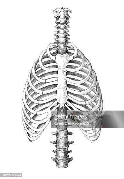Backbone Drawing Reference 121 Strong Back Drawing Stock Photos, High-Res Pictures, and Images ...
