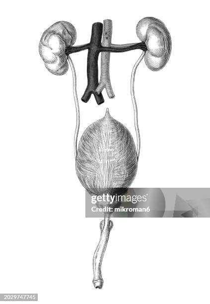 old engraved illustration of child's of kidney - biomedical illustration stock pictures, royalty-free photos & images
