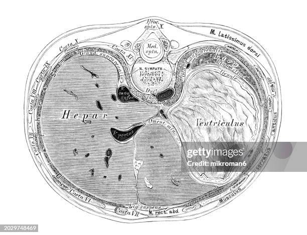 old chromolithograph illustration of horizontal section through the abdomen - longitude stock pictures, royalty-free photos & images