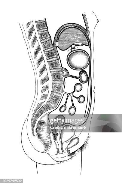 old engraved illustration of the human peritoneum (serous membrane forming the lining of the abdominal cavity or coelom) - anatomia stock-fotos und bilder