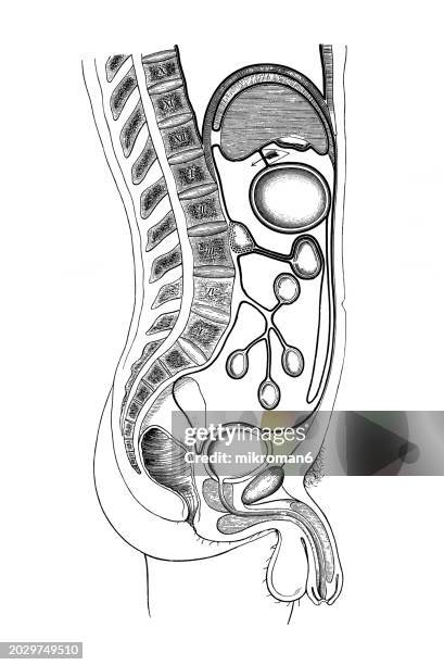 Perium Body 6 Dimensions Of Wellness Photos and Premium High Res Pictures - Getty ...