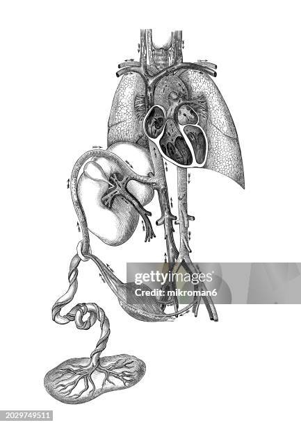old engraved illustration of the fetal circulation - blood circulation in the fetus and newborn - umbilical cord stock pictures, royalty-free photos & images
