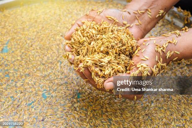 Sad Rice Worker 144 Sad Indian Farmer Stock Photos, High-Res Pictures, and Images ...