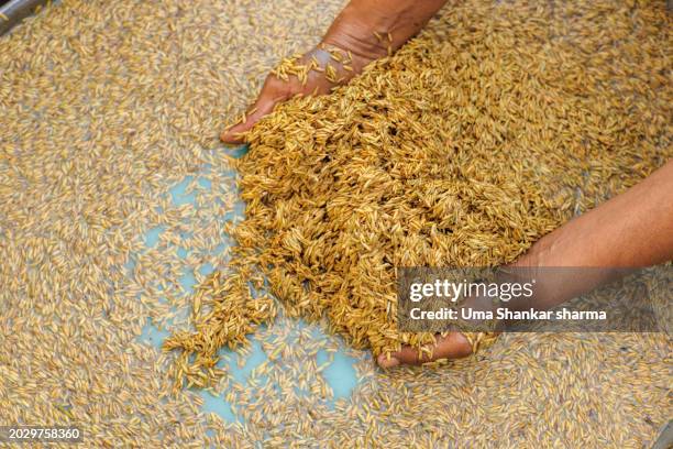 Sad Rice Worker 144 Sad Indian Farmer Stock Photos, High-Res Pictures, and Images ...