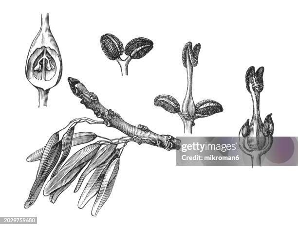 old engraved illustration of european ash tree (fraxinus excelsior) - ash tree stock pictures, royalty-free photos & images