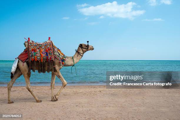 one camel walking on sand against sea - sharm el sheikh stock pictures, royalty-free photos & images