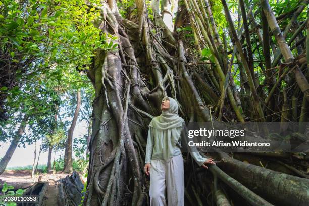 asian moslem woman exploring and embracing trees at the forest - dipterocarp tree fotografías e imágenes de stock