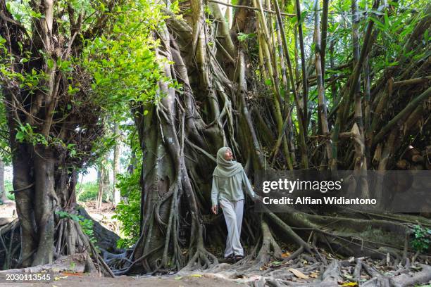 asian moslem woman exploring and embracing trees at the forest - dipterocarp tree fotografías e imágenes de stock