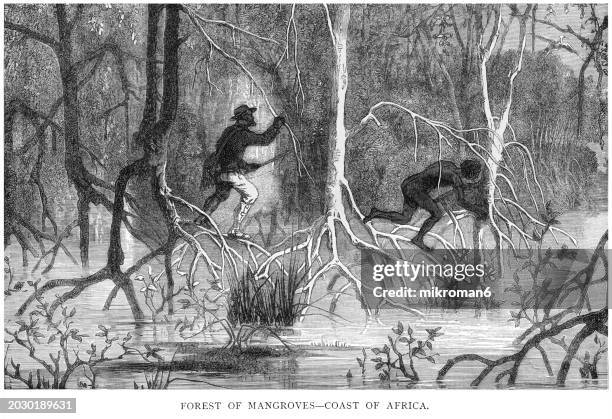 old engraved illustration of forest of mangroves swamp - coast of africa - cypress tree illustration stock pictures, royalty-free photos & images