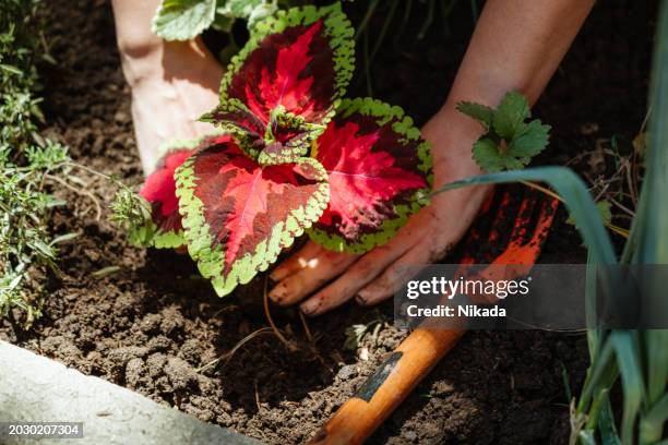 hands gardening, planting colorful red and green leaves in soil - hands red soil stock pictures, royalty-free photos & images