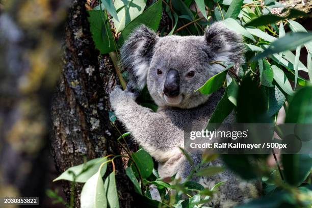 close-up of koala on tree - koala stock pictures, royalty-free photos & images