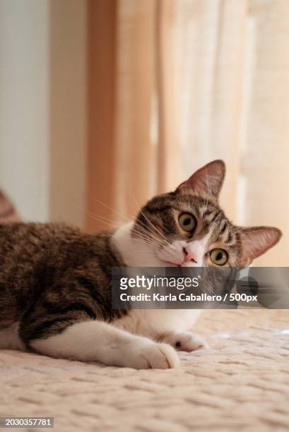close-up portrait of cat lying on bed - caballero stock pictures, royalty-free photos & images