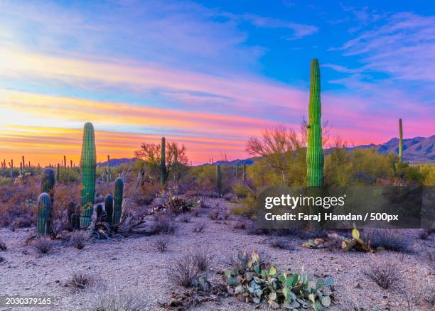 scenic view of field against sky during sunset,tucson,arizona,united states,usa - condado de pima fotografías e imágenes de stock