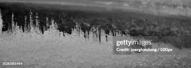 close-up of crops on field - weimar stock pictures, royalty-free photos & images