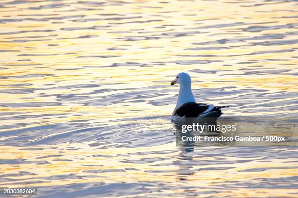 high angle view of duck swimming on lake - francisco gamboa stock pictures, royalty-free photos & images
