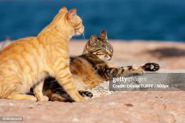 two kittens - chat repos stock pictures, royalty-free photos & images