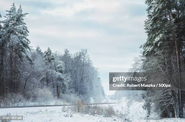 trees on snow covered field against sky,pomorskie,poland - pomorskie province stock pictures, royalty-free photos & images