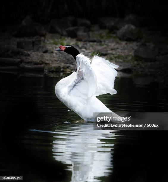 side view of white swan swimming in lake - lydia stock pictures, royalty-free photos & images