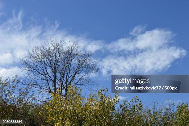 low angle view of tree against sky - antiparasitic stock pictures, royalty-free photos & images