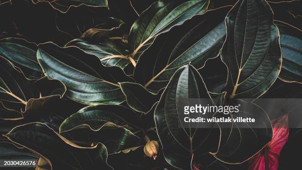 green leaves pattern background - beech wood texture stock pictures, royalty-free photos & images