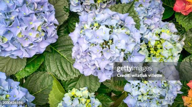hydrangeas growing - angiosperma fotografías e imágenes de stock
