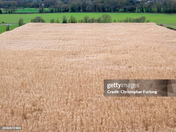 In this aerial view a crop of Miscanthus waits to be harvested in a field on February 22, 2024 in Wolverhampton, England. Grasses are increasingly...