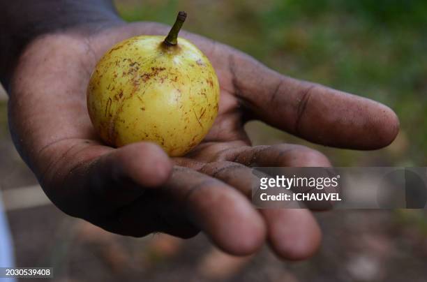 nutmeg in a man's hand zanzibar - african nutmeg stockfoto's en -beelden