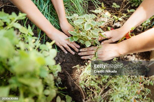 planting young seedlings in a garden, teamwork and growth - earth day stock pictures, royalty-free photos & images