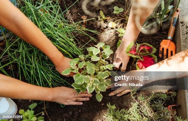 hände pflanzen setzlinge in erde, nachhaltiges gartenkonzept - umweltverantwortung stock-fotos und bilder