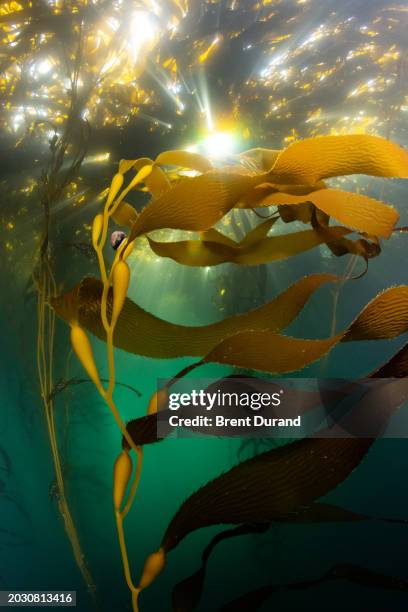 macrocystis pyrifera giant kelp - kelp stock pictures, royalty-free photos & images