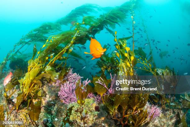 garibaldi and channel islands reef - marine nature reserve stock pictures, royalty-free photos & images