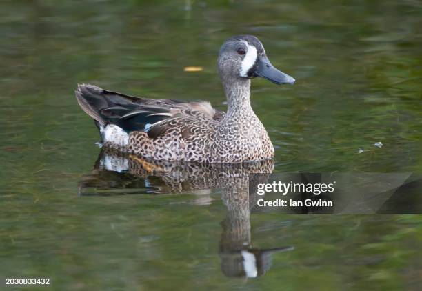 blue-winged teal - ian gwinn 個照片及圖片檔