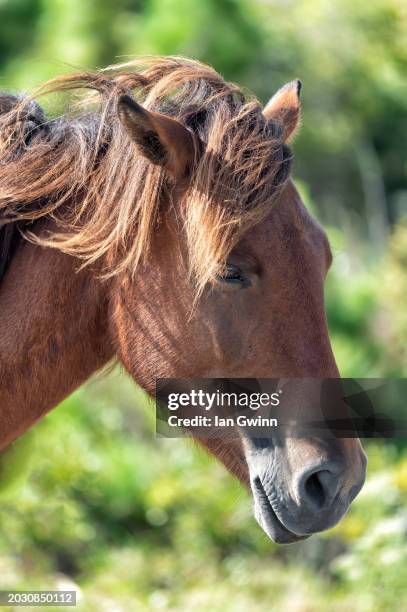 assateauge pony - ian gwinn fotografías e imágenes de stock