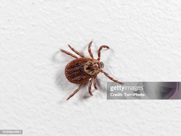 close-up ixodid tick on white wall. dog tick on white background, dermacentor reticulatus - deer tick stock pictures, royalty-free photos & images