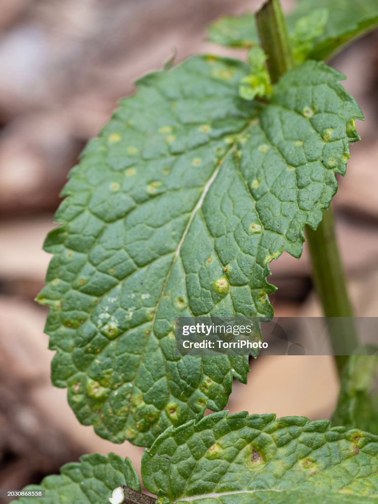 Close-up peppermint leaf infected with rust fungus Puccinia menthae