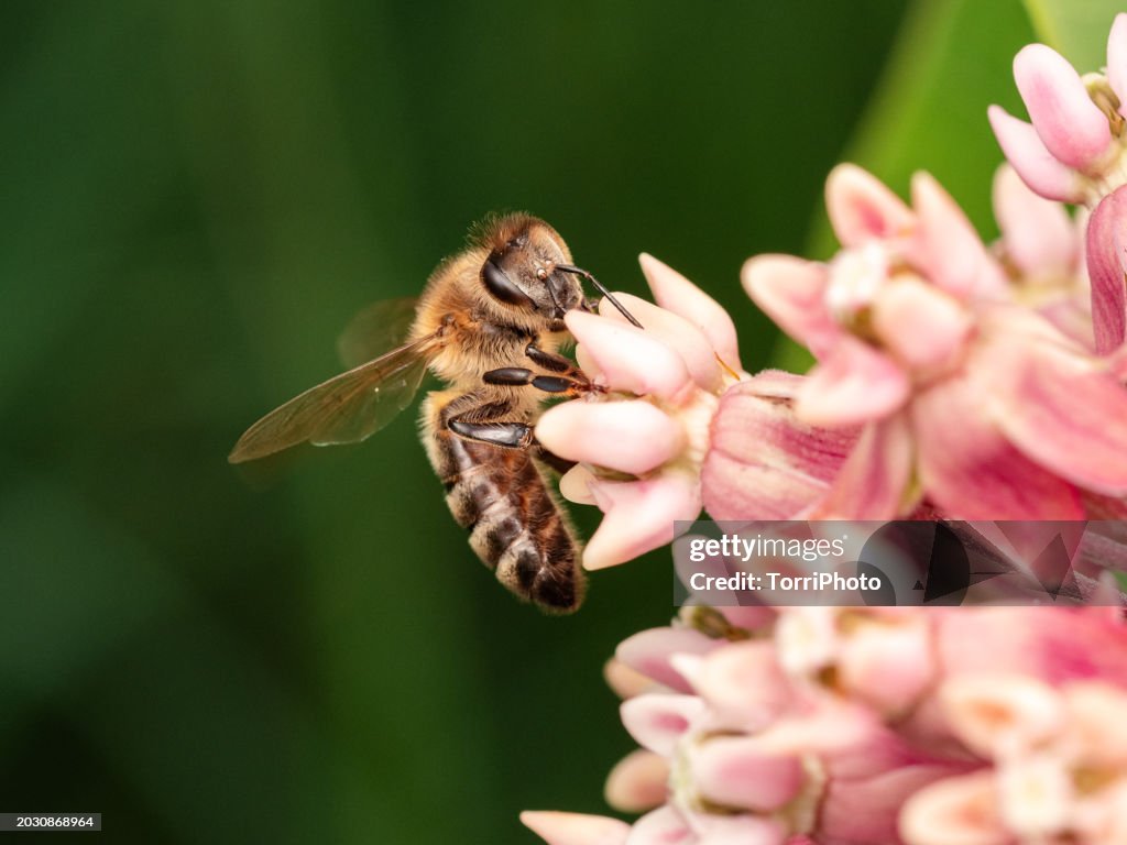 Close-up honey bee pollinating blooming pink Milkweed flower