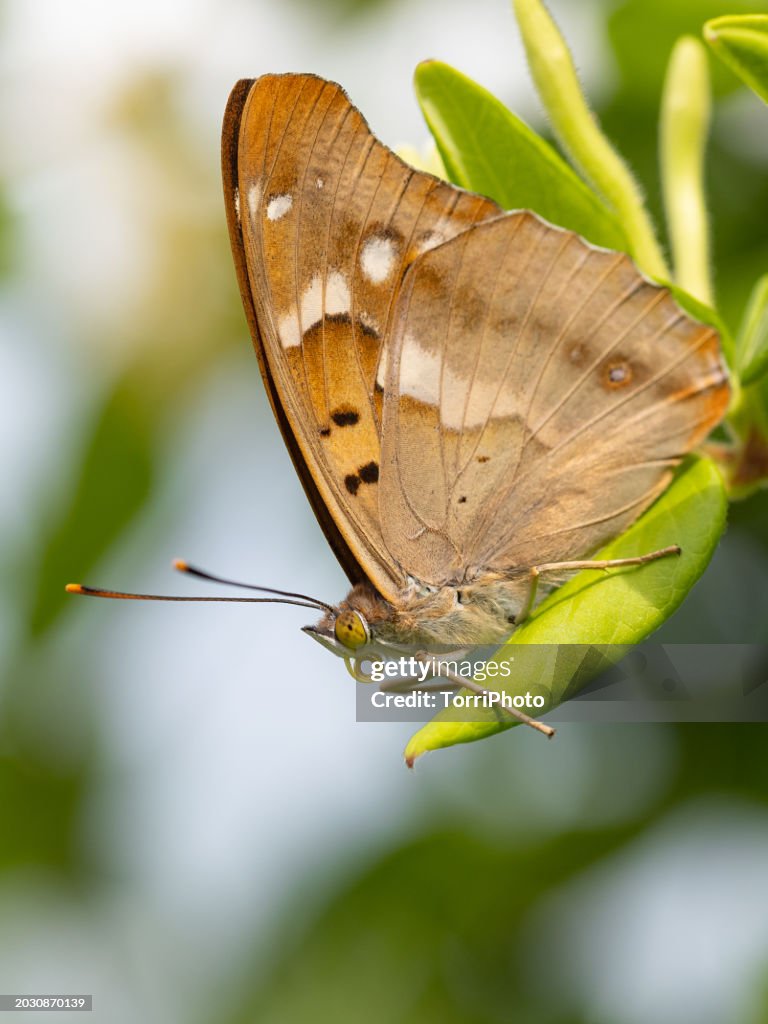 Apatura ilia, the lesser purple emperor butterfly on green leaf in the garden