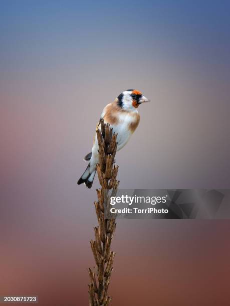 close-up colorful bird with red head perching on a twig against red and blue blurred background. the european goldfinch or the goldfinch (carduelis carduelis) - carduelis carduelis stock pictures, royalty-free photos & images