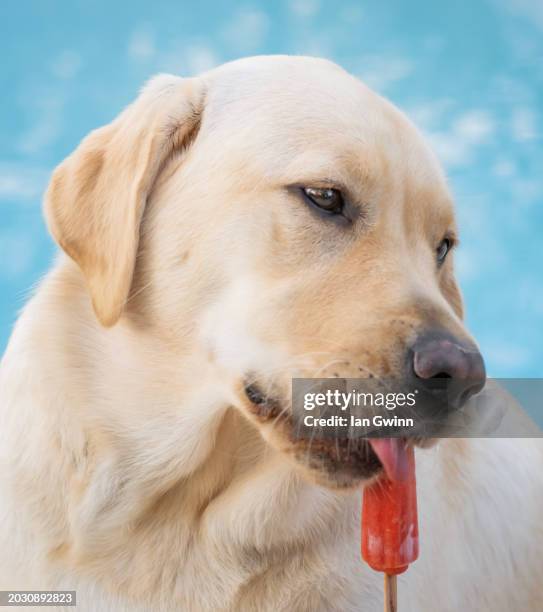 yellow lab puppy and posicle - ian gwinn fotografías e imágenes de stock