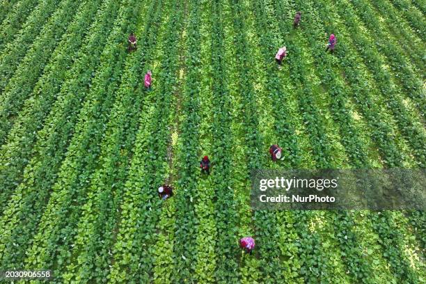 Vegetable Rappe 1,106 Rape Vegetable Stock Photos, High-Res Pictures, and Images ...