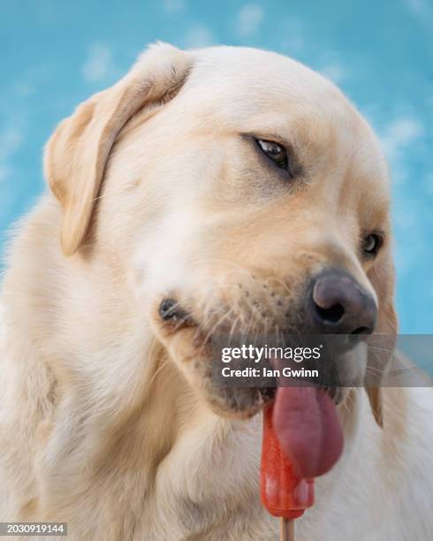 yellow lab puppy and popsicle_1 - ian gwinn fotografías e imágenes de stock