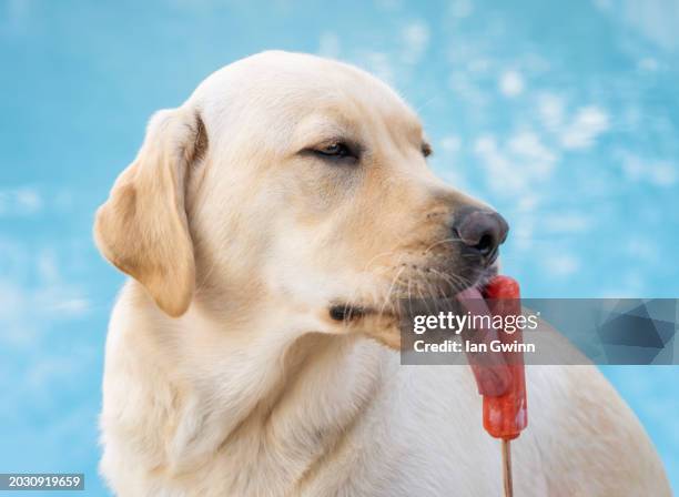 yellow lab puppy and popsicle_2 - ian gwinn fotografías e imágenes de stock