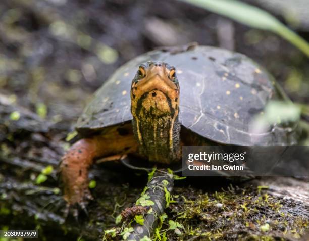 spotted turtle - ian gwinn stock-fotos und bilder