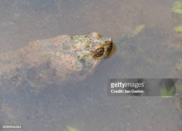 common snapping turtle - ian gwinn stock-fotos und bilder